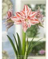 Amaryllis Dancing Queen
